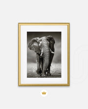 African Elephant Portrait