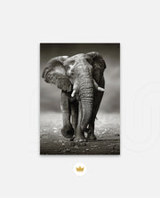 African Elephant Portrait
