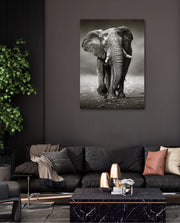African Elephant Portrait