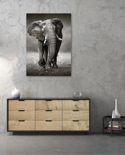 African Elephant Portrait