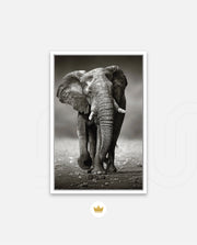 African Elephant Portrait