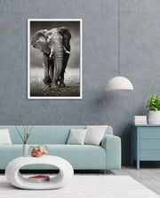 African Elephant Portrait