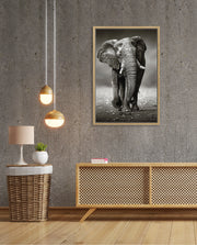 African Elephant Portrait
