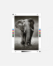 African Elephant Portrait