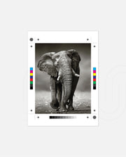 African Elephant Portrait