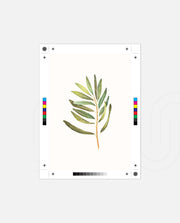 Watercolor Olive Leaf