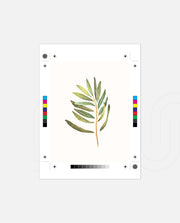 Watercolor Olive Leaf