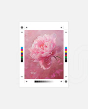 Pink Bloom