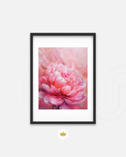 Rosy Peony
