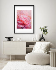 Rosy Peony