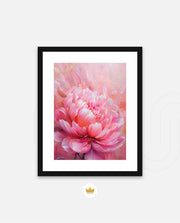 Rosy Peony