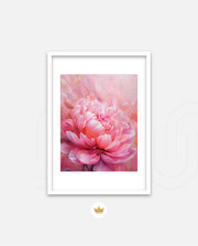 Rosy Peony