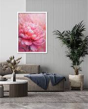 Rosy Peony