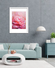Rosy Peony