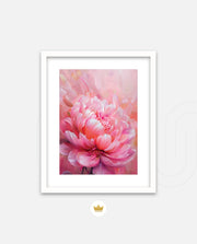 Rosy Peony