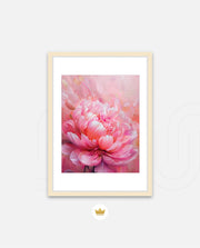 Rosy Peony