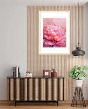 Rosy Peony