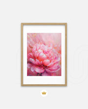 Rosy Peony