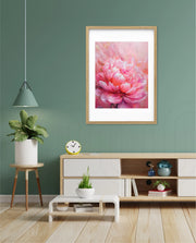 Rosy Peony