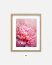 Rosy Peony