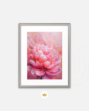 Rosy Peony