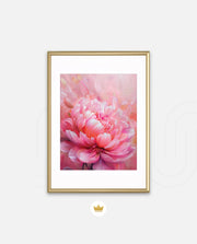 Rosy Peony
