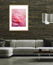 Rosy Peony