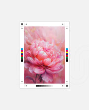Rosy Peony
