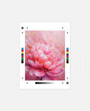 Rosy Peony