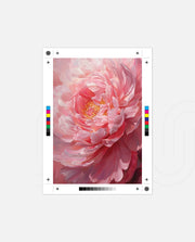 Petal Glow