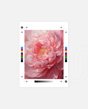 Petal Glow
