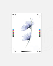 Blue Bloom