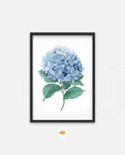 Hydrangea Bloom