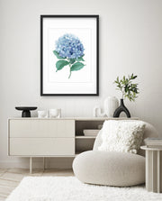 Hydrangea Bloom