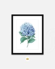 Hydrangea Bloom