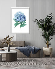 Hydrangea Bloom