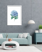 Hydrangea Bloom