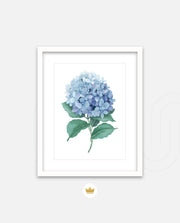 Hydrangea Bloom