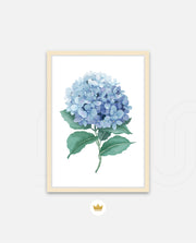 Hydrangea Bloom