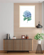 Hydrangea Bloom