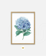 Hydrangea Bloom