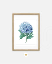 Hydrangea Bloom