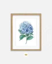 Hydrangea Bloom