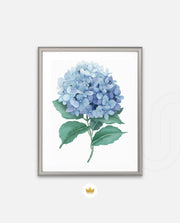 Hydrangea Bloom