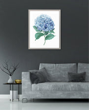 Hydrangea Bloom