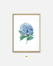 Hydrangea Bloom
