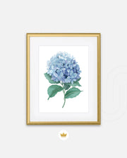 Hydrangea Bloom