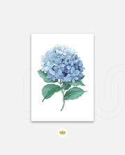 Hydrangea Bloom