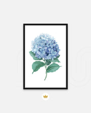 Hydrangea Bloom