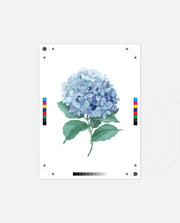 Hydrangea Bloom